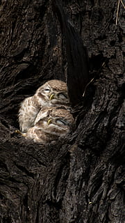 brown owlets in nest, bird, animal, lion, mammal, plant, tree HD wallpaper