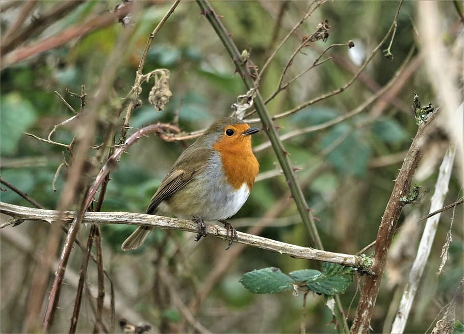 robin, bird, red, nature, wildlife, animal wildlife, animal themes HD wallpaper