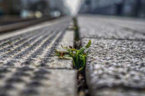 platform, weed, plant, green, blurry, out of focus, transport system HD wallpaper
