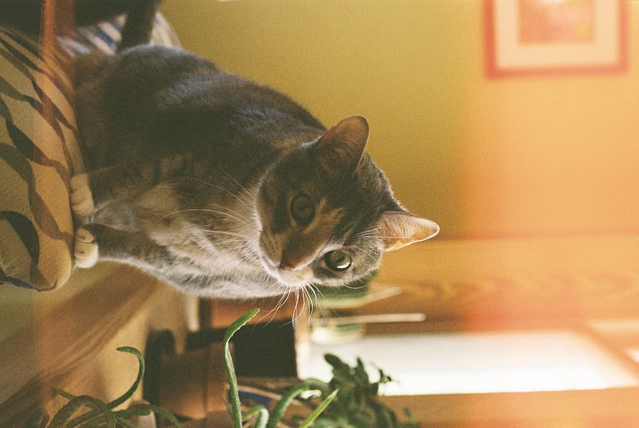 35mm, cat, sun, cactus, film, kodak, vintage, pets, domestic cat HD wallpaper