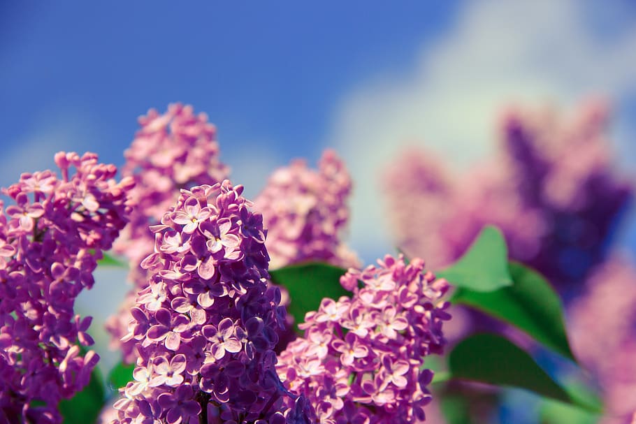 Nature Photography of Focus Pink Petaled Flower, bloom, blossom HD wallpaper