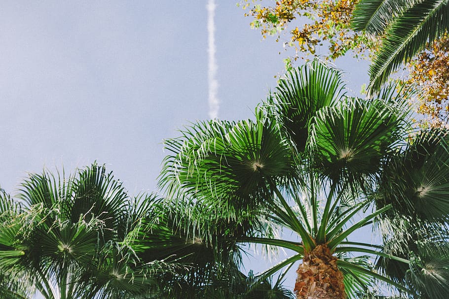 green leafed tree during daytime, palm tree, plant, arecaceae HD wallpaper