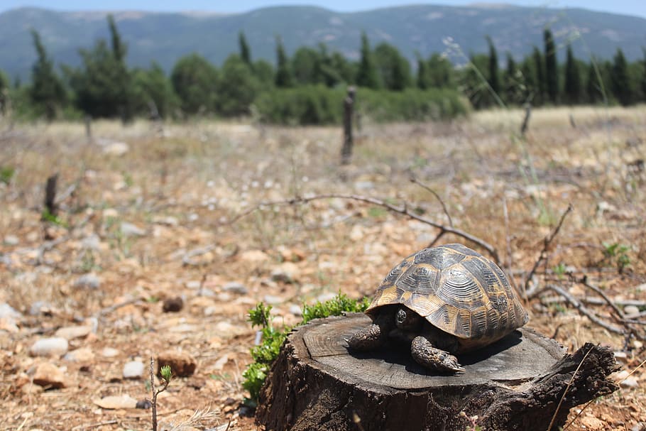 turkey, izmir, turtle, animal wildlife, animal themes, reptile HD wallpaper