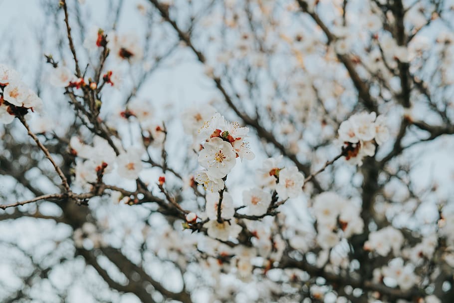 cherry blossom tree, plant, flower, spring, petal, bloom, food HD wallpaper