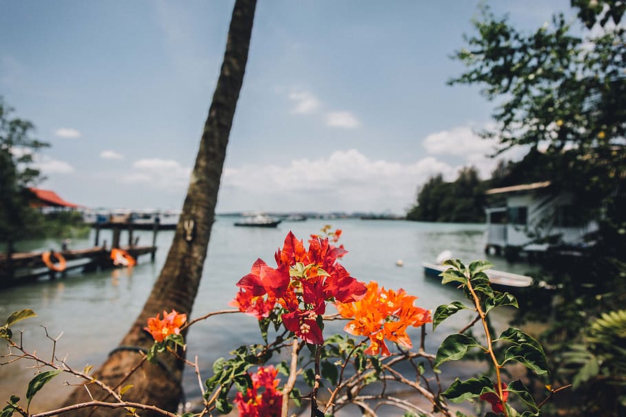 singapore, pulau ubin, coconut, flowers, islandlife, macro, HD wallpaper