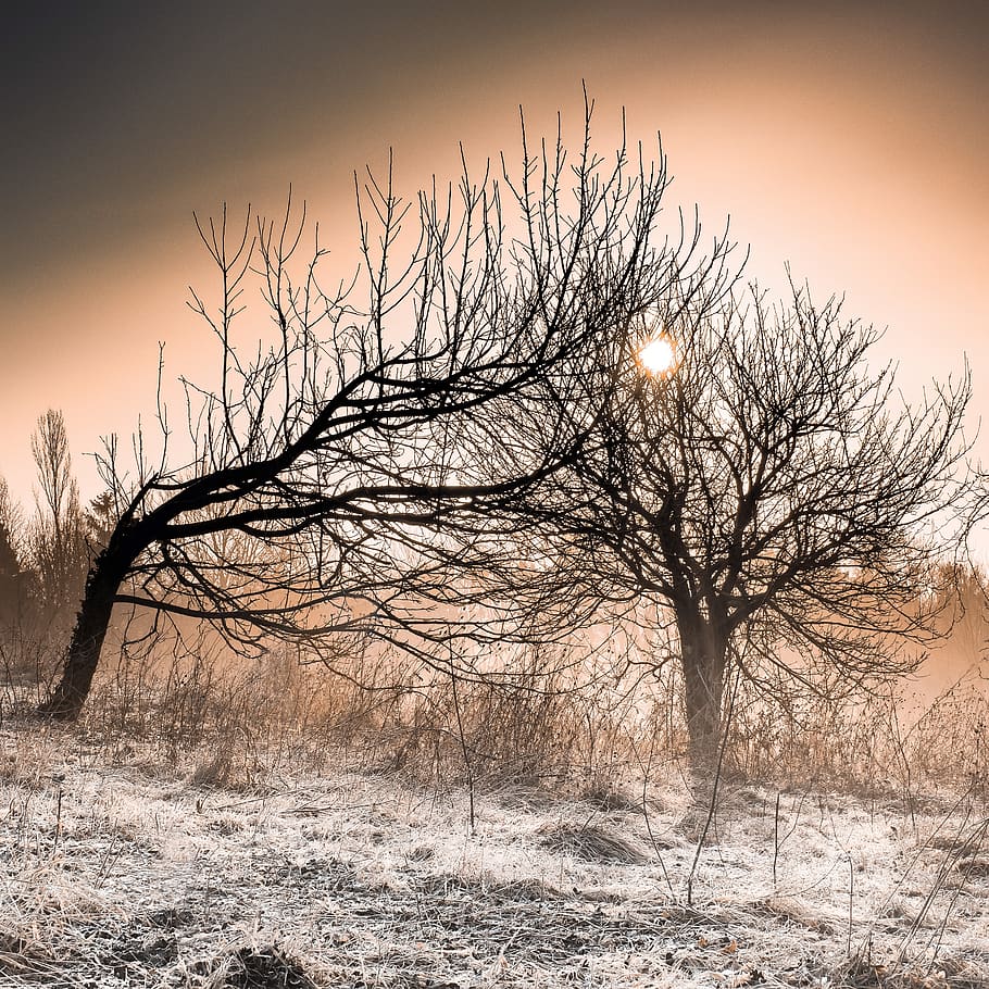 tree, landscape, nature, dawn, winter, frost, silhouette, sunrise HD wallpaper