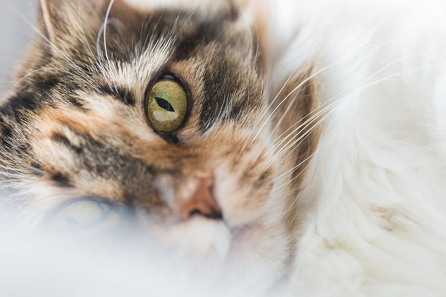 Cats Face Closeup Photo, Pets, Eyes, Green, domestic, domestic cat HD wallpaper