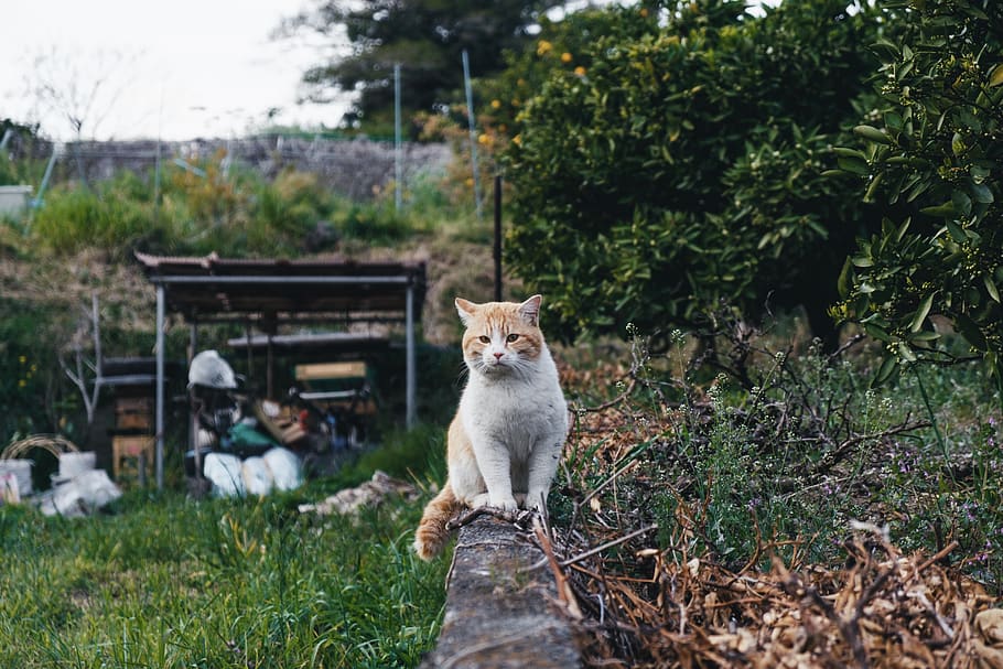 orange and white tabby cat, mammal, animal, pet, grass, plant HD wallpaper