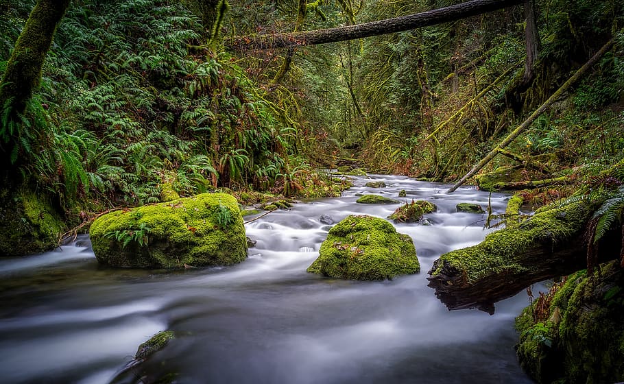 River and Mossy Stones, beautiful, country, environment, flow HD wallpaper
