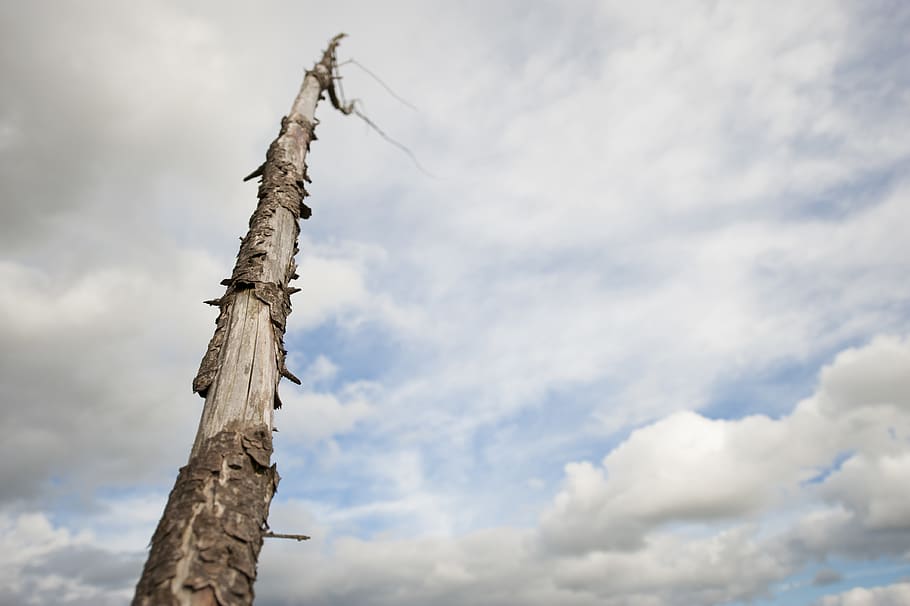 dead tree, sky, cloud, cloud - sky, low angle view, tree trunk HD wallpaper
