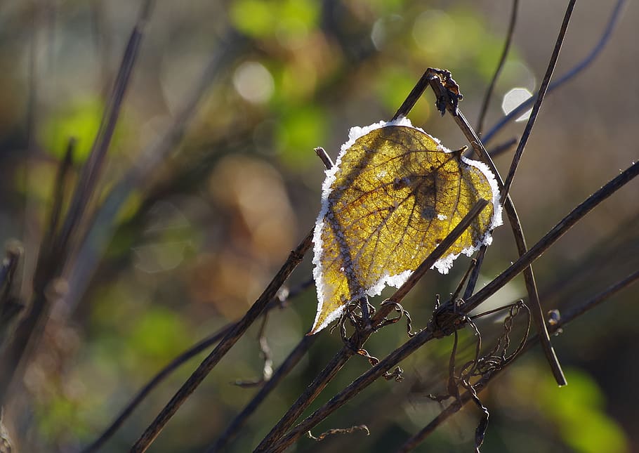 leaf, winter, sun, ice, frozen, light, cold, eiskristalle, leaves HD wallpaper