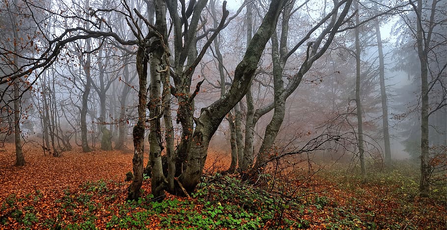 beeches, autumn, foliage, forest, tree, oct, branch, group HD wallpaper