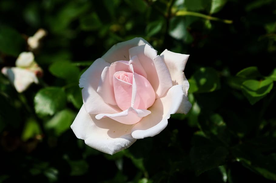 rose, pink, romantic, flower, nature, blossom, bloom, garden HD wallpaper