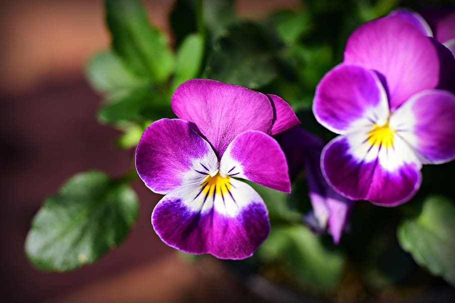 pansy, flower, plant, bloom, purple, violet, violaceae, vivid HD wallpaper
