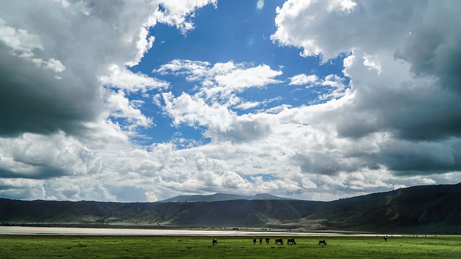 cloud - sky, landscape, environment, beauty in nature, animal HD wallpaper