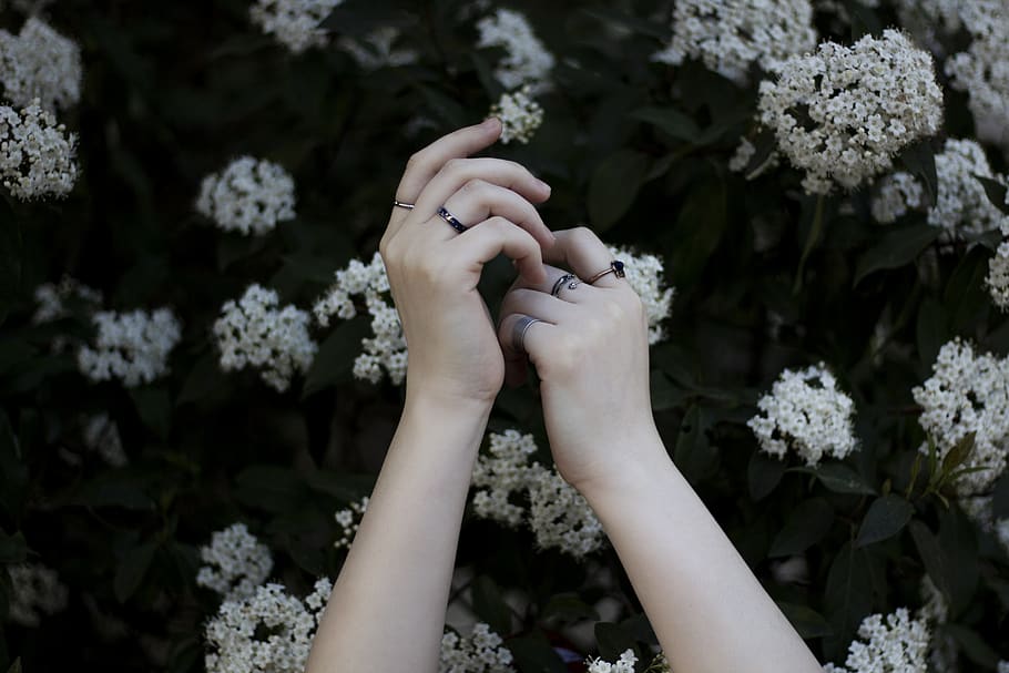 hands holding white flowers, human body part, real people, flowering plant HD wallpaper