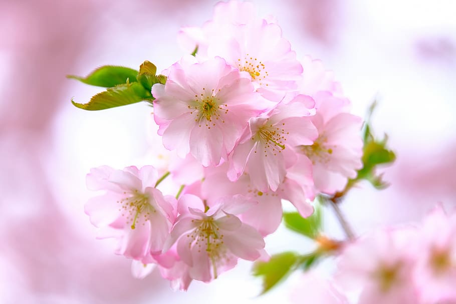 cherry blossoms, nature, spring, bloom, pink, branch, tender HD wallpaper