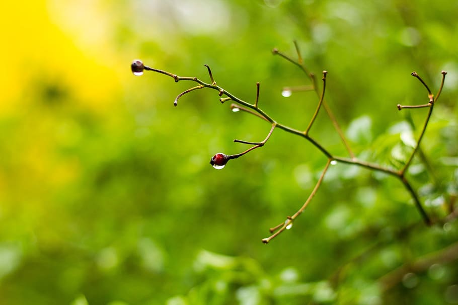 spring, sprout, plant, green color, growth, focus on foreground HD wallpaper