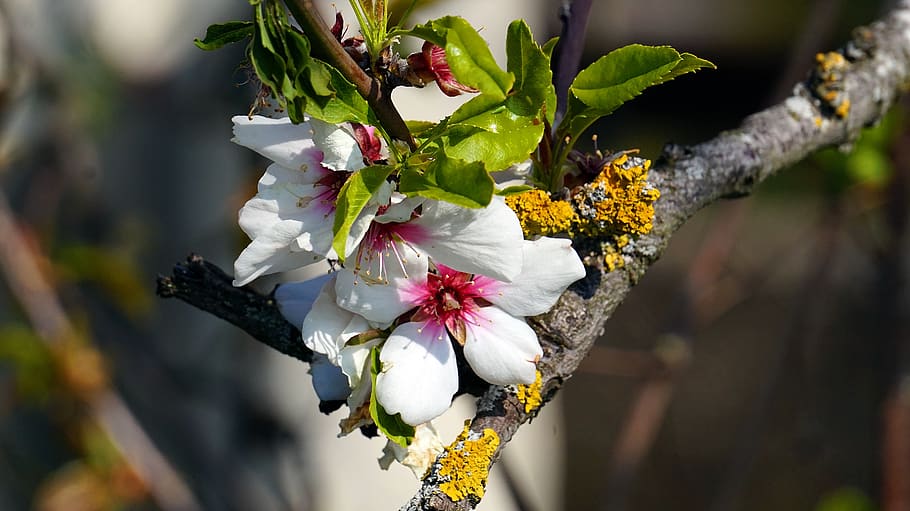 cherry tree, blossom, bloom, cherry blossom, spring, bud, flowering twig HD wallpaper