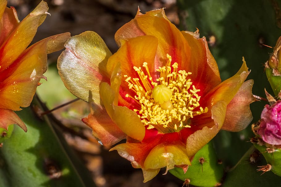 flowering plant, vulnerability, beauty in nature, fragility HD wallpaper