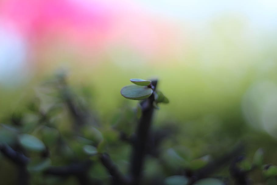 plant, growth, beauty in nature, flower, close-up, flowering plant HD wallpaper