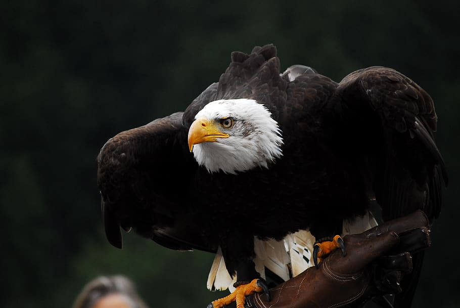 bald eagle, raptor, adler, bird, bird of prey, animal wildlife HD wallpaper