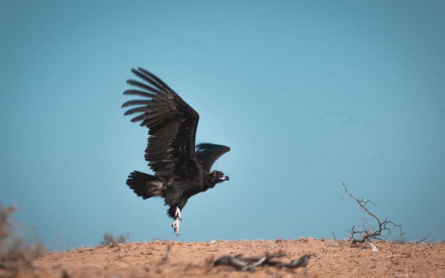 bird, feathers, prey, carnivorous, beak, black, aces, nature HD wallpaper