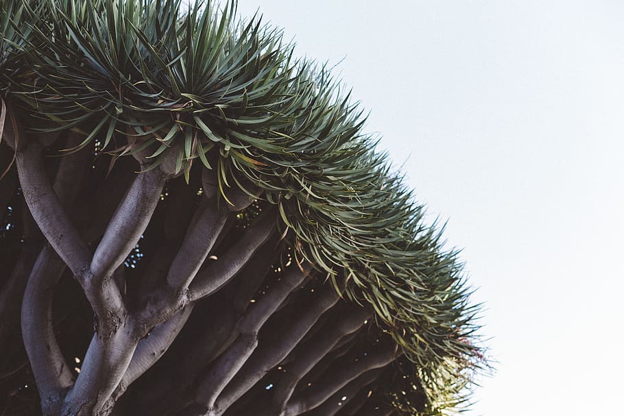 tree, greenery, foliage, nature, hotel de coronado, californium HD wallpaper