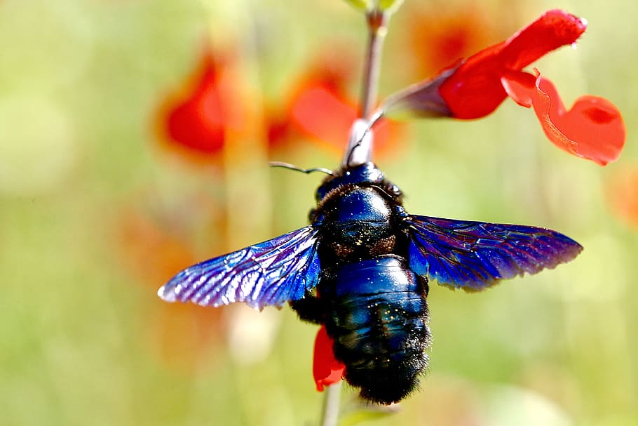 Fly blue. Flying Cicada. Fly closeup.