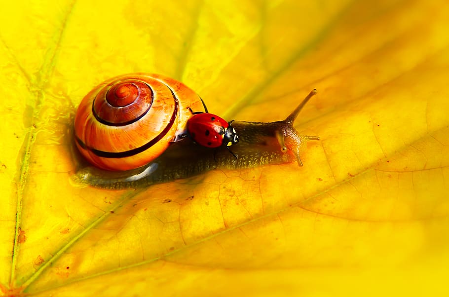 ladybug on snail, leaf, insect, plant, invertebrate, animal, lady bug HD wallpaper