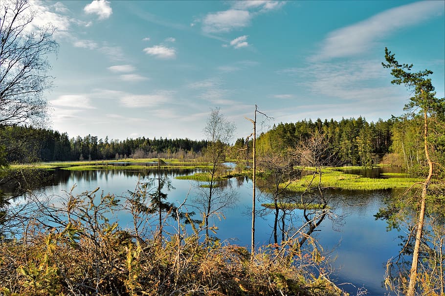 sweden, water, plant, tree, tranquility, sky, lake, tranquil scene HD wallpaper