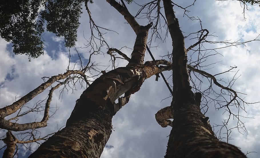 tree, plant, tree trunk, branch out, tree issues, trees, nature HD wallpaper