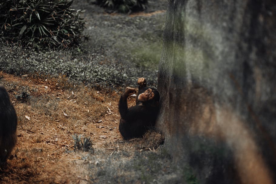 monkey leaning on rock formation, animal themes, animal wildlife HD wallpaper