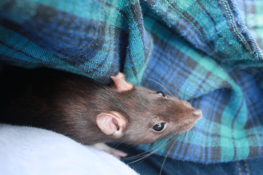 rat, flannel, pet, mammal, one animal, close-up, animal wildlife HD wallpaper
