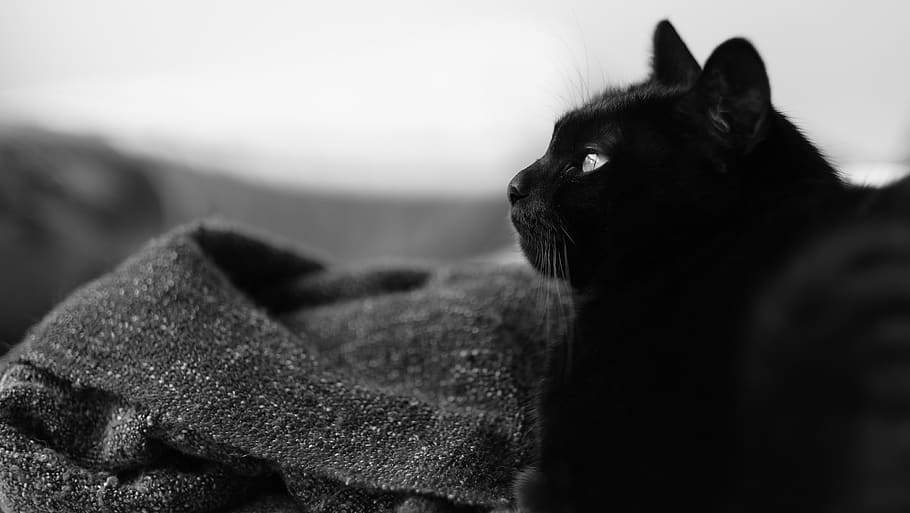black and white, cat, mammal, pets, one animal, domestic animals HD wallpaper