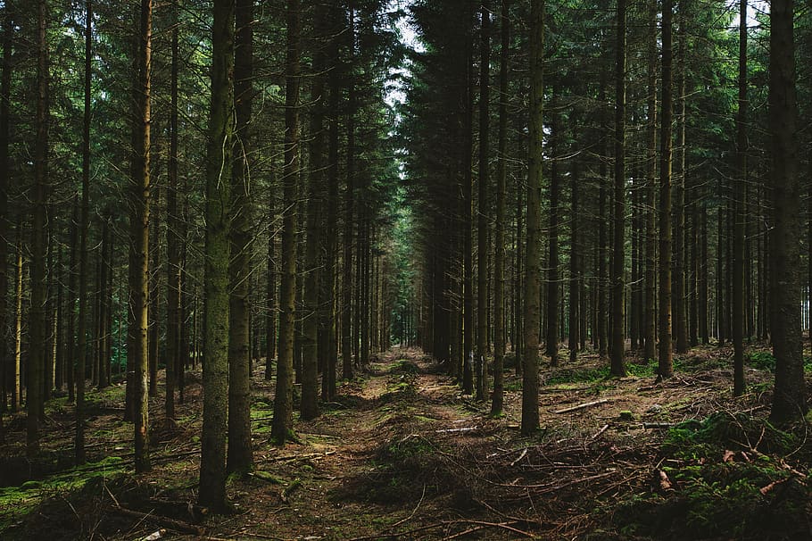 belgium, aywaille, tree, forest, line, path, plant, woodland HD wallpaper