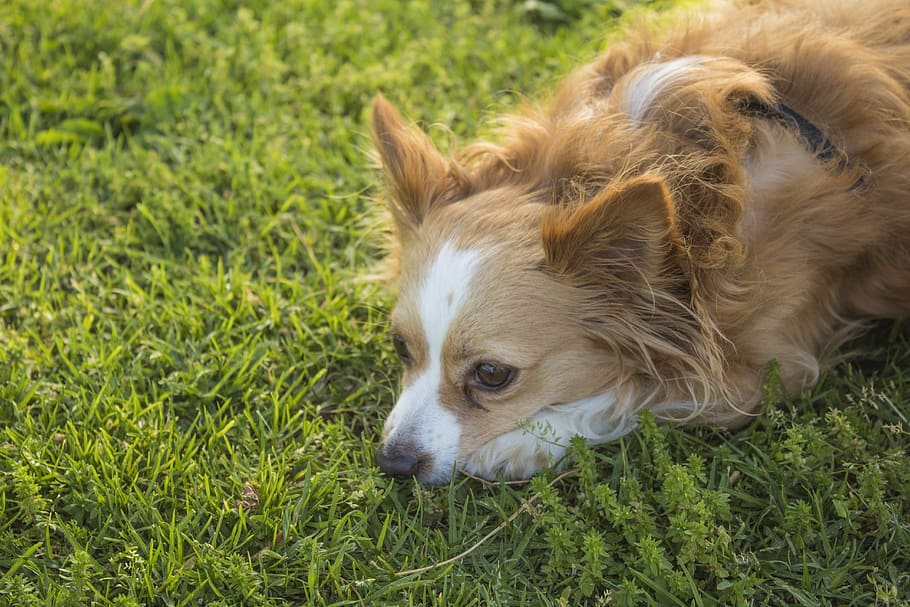 dog, sad, pensive, waiting, animal, cute, canine, chiwawa, chihuahua HD wallpaper