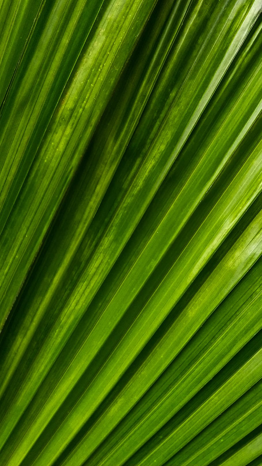 HD wallpaper: green line wallpaper, plant, leaf, rainforest, washington ...