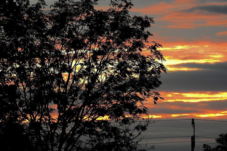 tree, sunset, twilight, mood, landscape, clouds, sky, orange color HD wallpaper