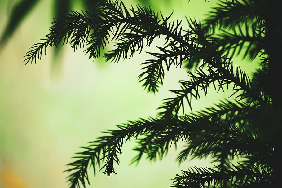 Silhouette Photo of Leafed Tree, blurred background, close-up HD wallpaper