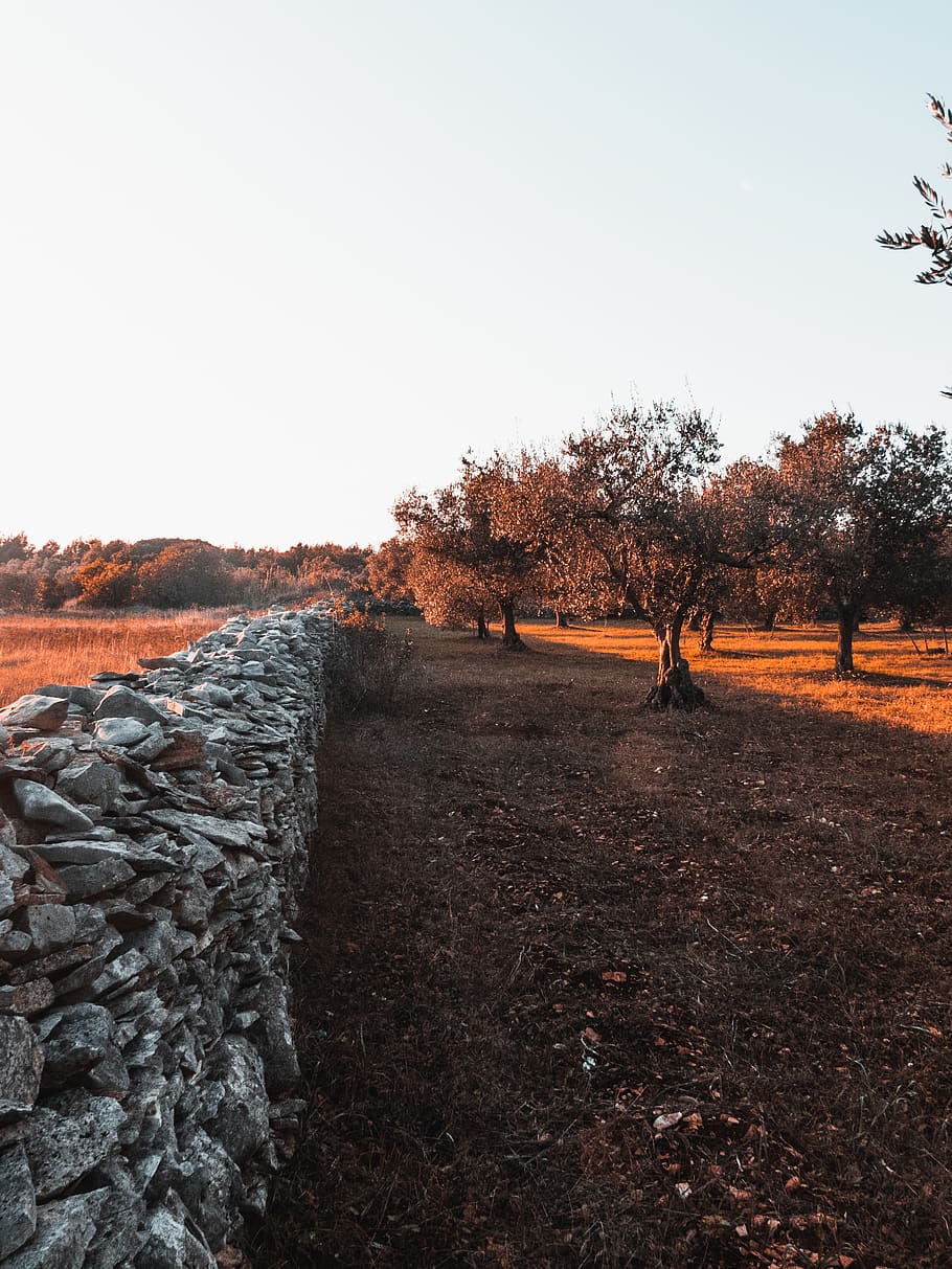 orange-leafed tree, ground, road, gravel, dirt road, plant, person HD wallpaper