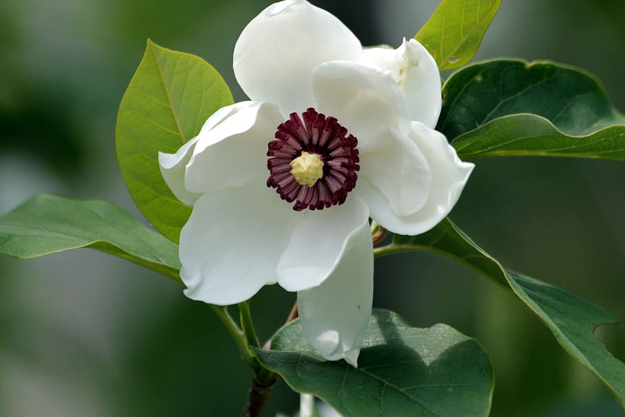 magnolia, flower, bloom, spring, nature, plant, tree, macro HD wallpaper