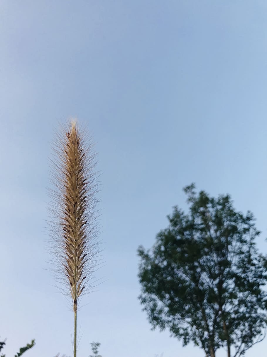 bulgaria, икантълъка, compare, nature, sky, wheat, HD wallpaper
