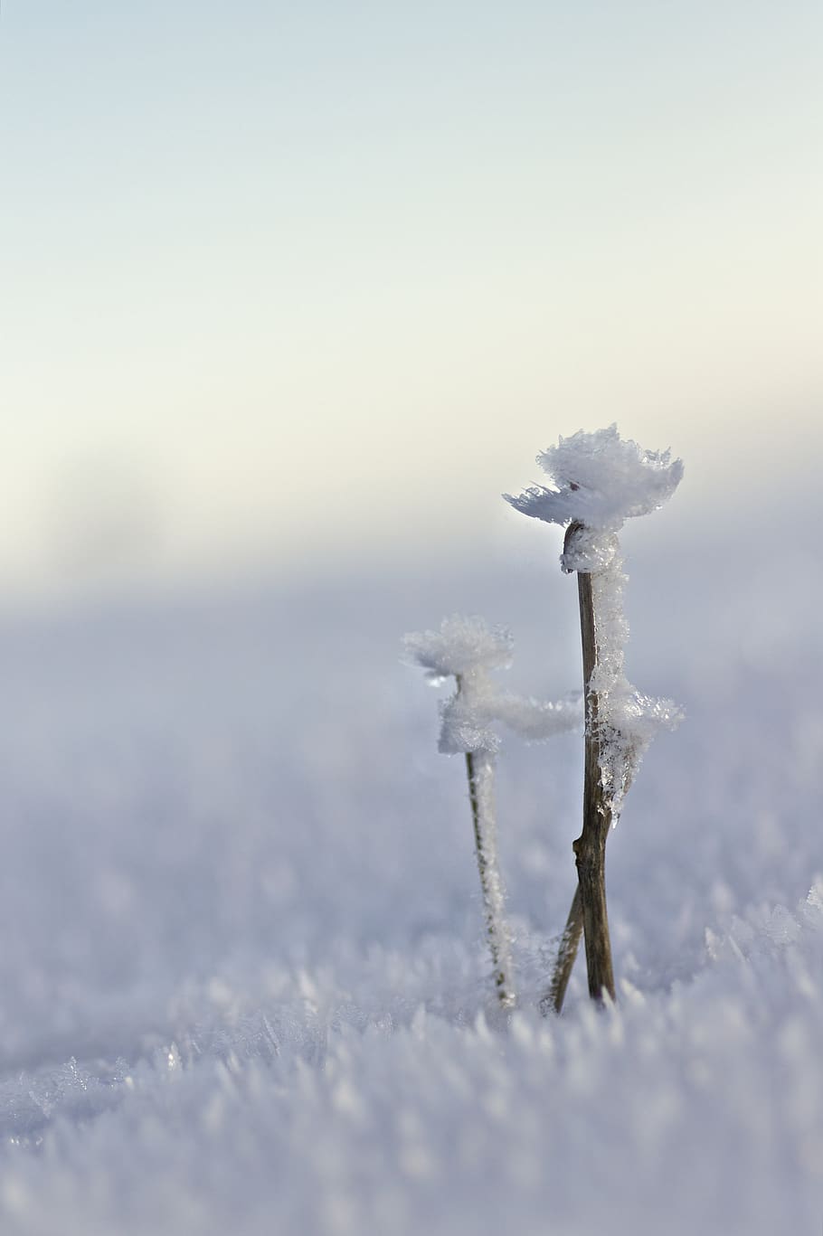 brown icy branch, ice, nature, outdoors, snow, frost, bird, animal HD wallpaper