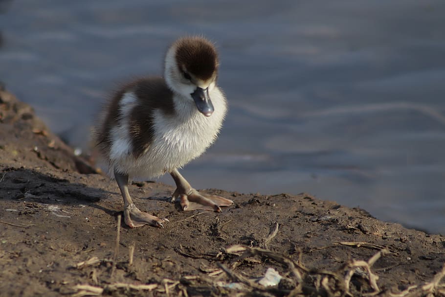 chicks, goslings, young, nilgans, wild goose, water bird, bill HD wallpaper