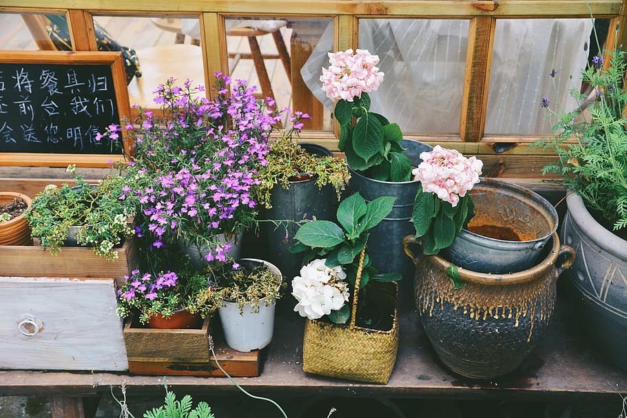 china, chongqing, flowering plant, potted plant, freshness HD wallpaper