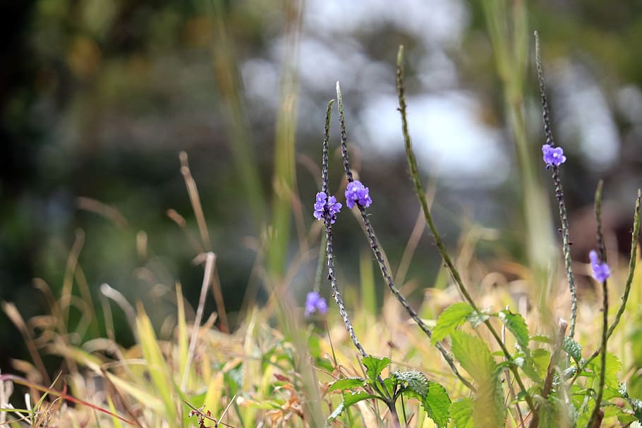 nature, flowers, meadows, spring, grassland plants, blue, wildflowers HD wallpaper