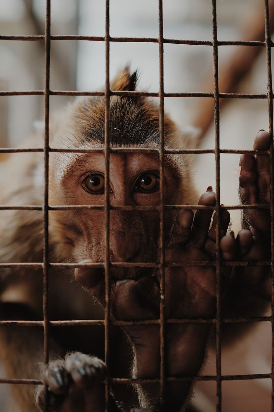 brown monkey inside cage, animal, mammal, wildlife, baboon, lion, HD wallpaper