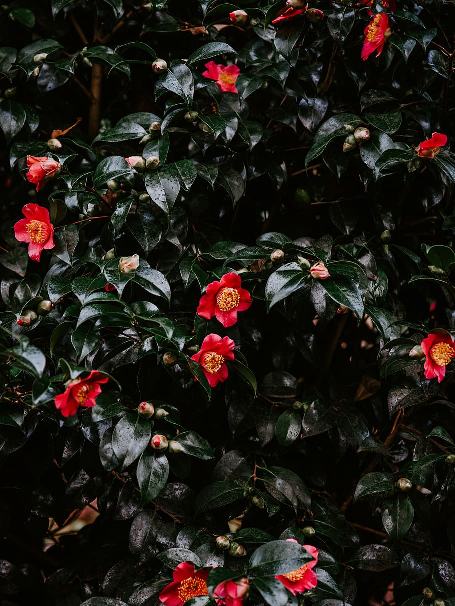 red-petaled flower, plant, blossom, geranium, acanthaceae, rose HD wallpaper