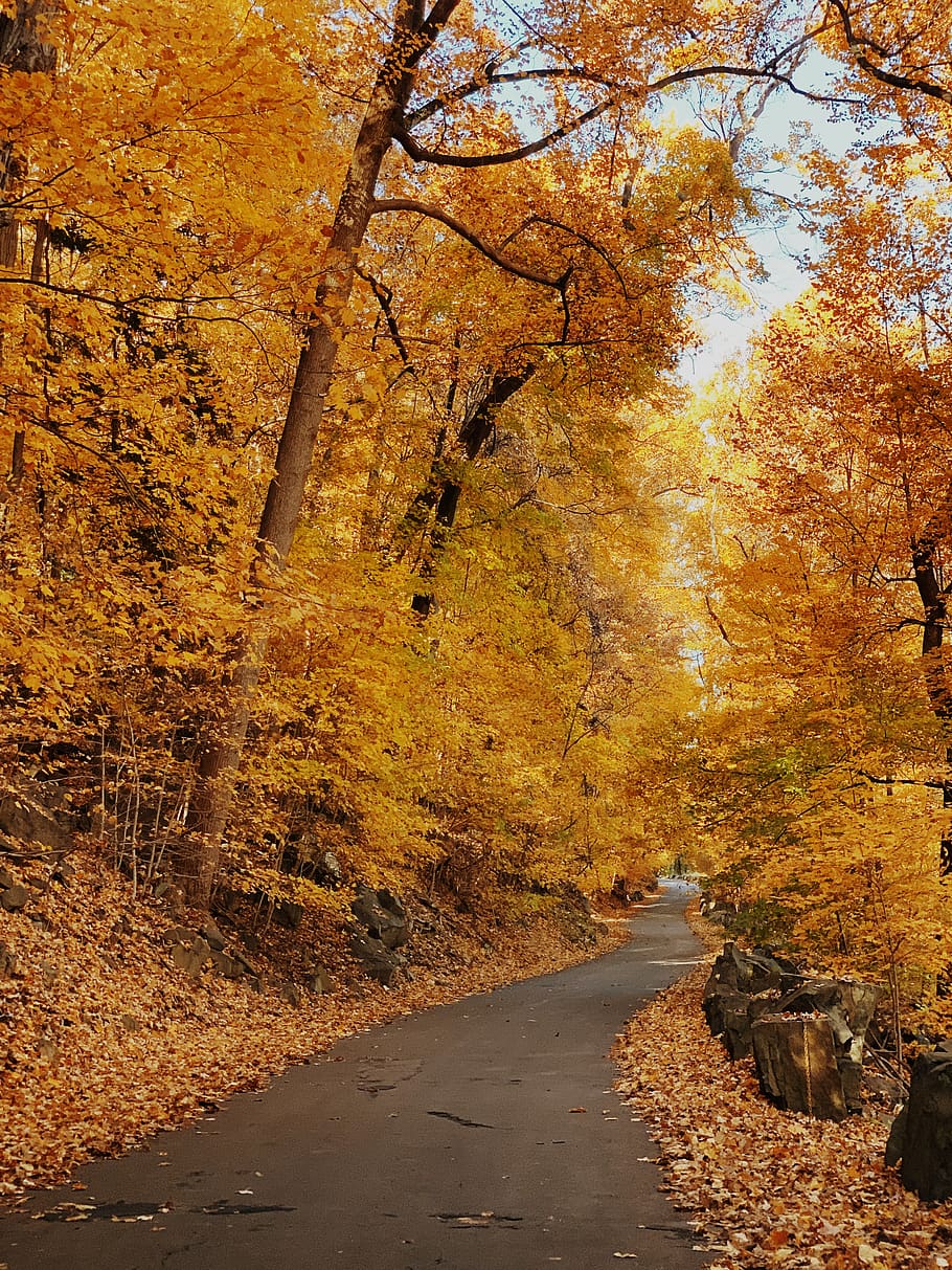 yellow tree photography, plant, path, maple, forest, road, leaf HD wallpaper